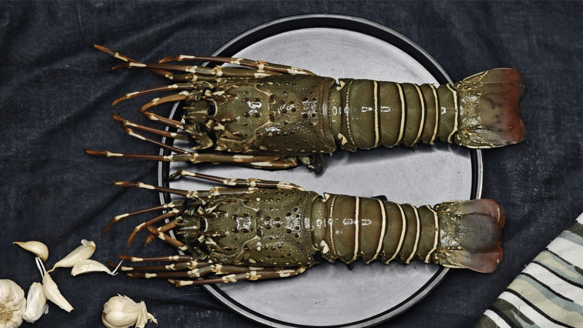 Lobster 100 Gms per pcs