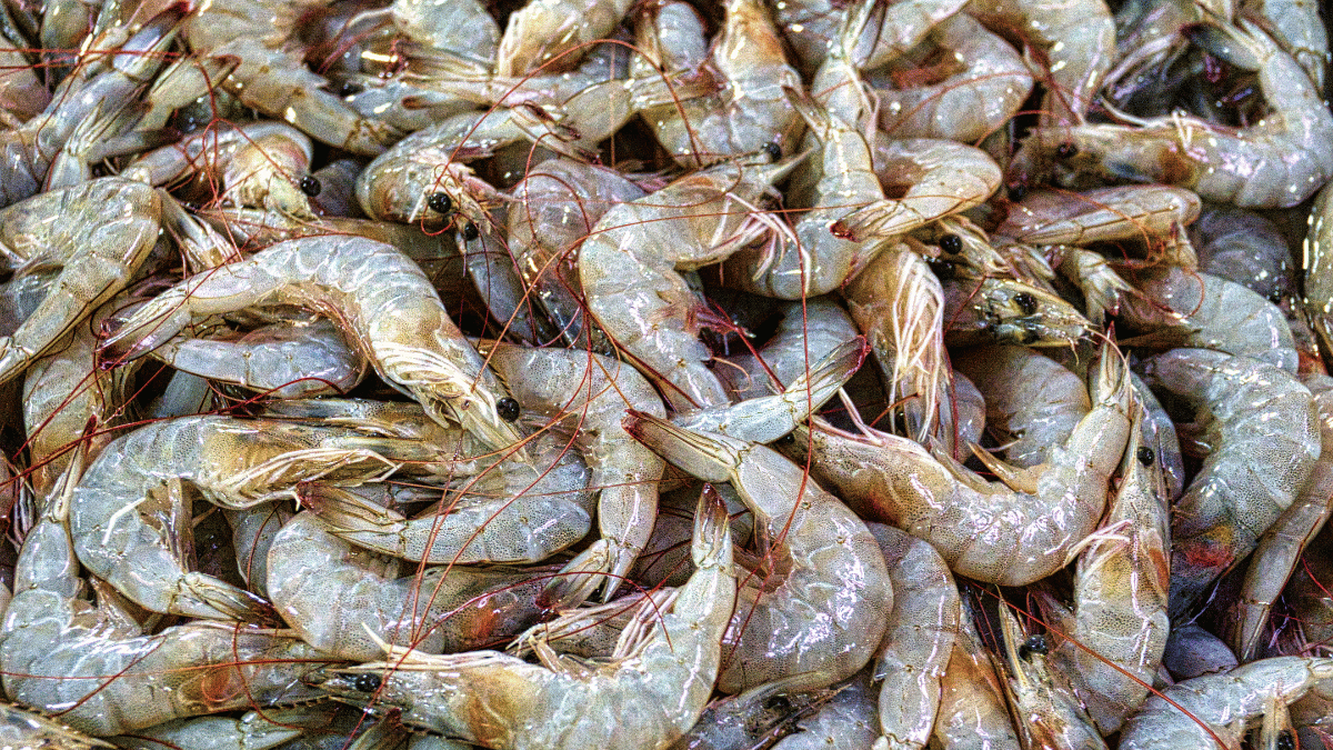 Prawns Small Deshelled 45 – 65 Pcs