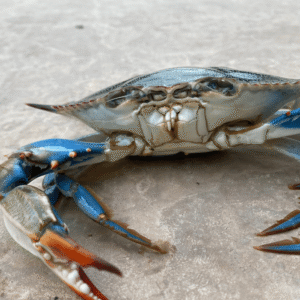 Blue Crab / Nandu ( Cleaned )