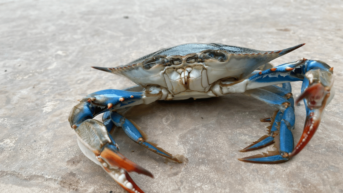 Blue Crab / Nandu ( Cleaned )