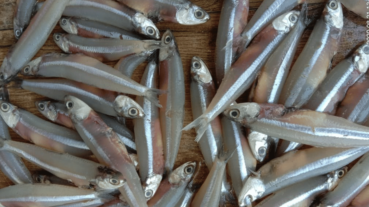 Anchovy / Nethili / Netholi Half kg( cleaned )