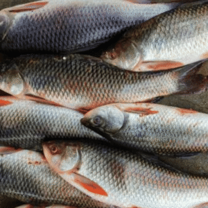 Rohu Medium 800g - 1000g