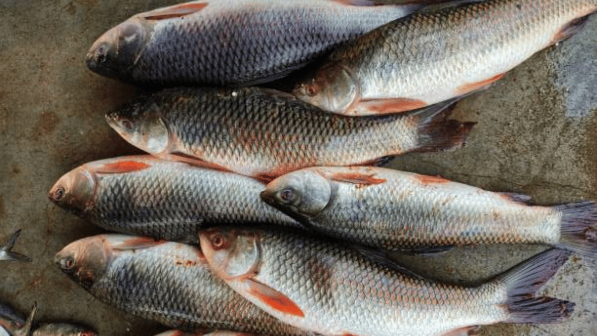 Rohu Medium 800g – 1000g